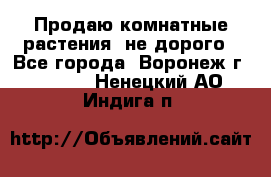 Продаю комнатные растения  не дорого - Все города, Воронеж г.  »    . Ненецкий АО,Индига п.